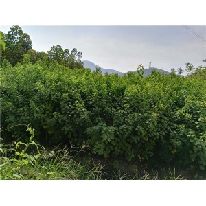 乌桕小苗●一年生0.6-1Cm