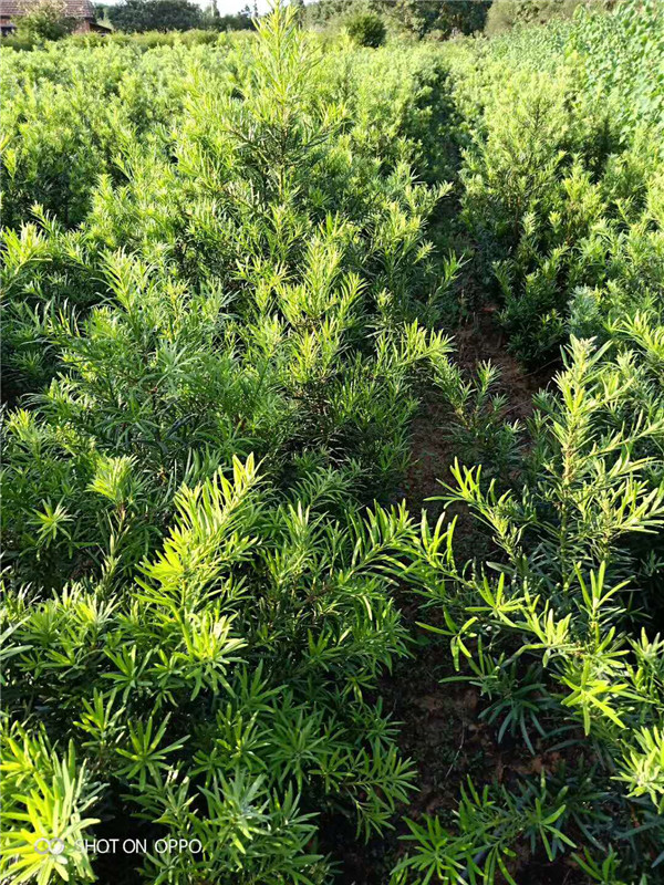 罗汉松小苗
