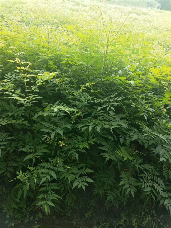 栾树小苗
