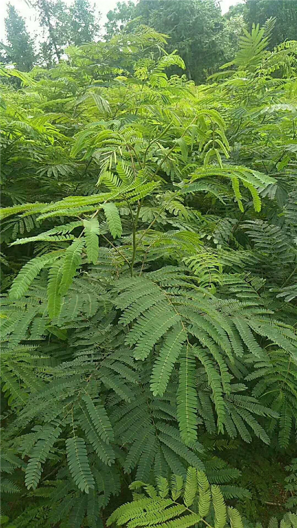 合欢小苗