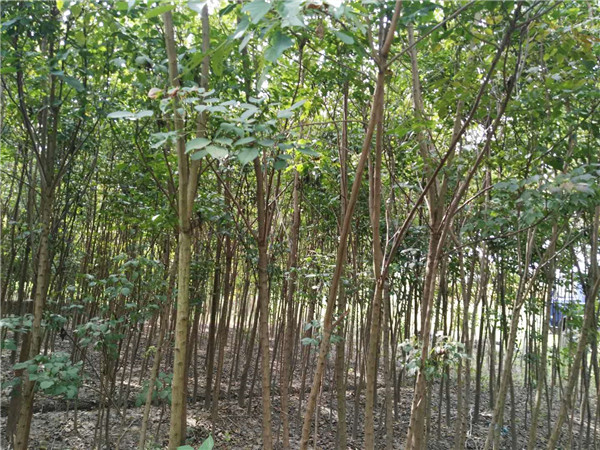 重阳木●2-6公分