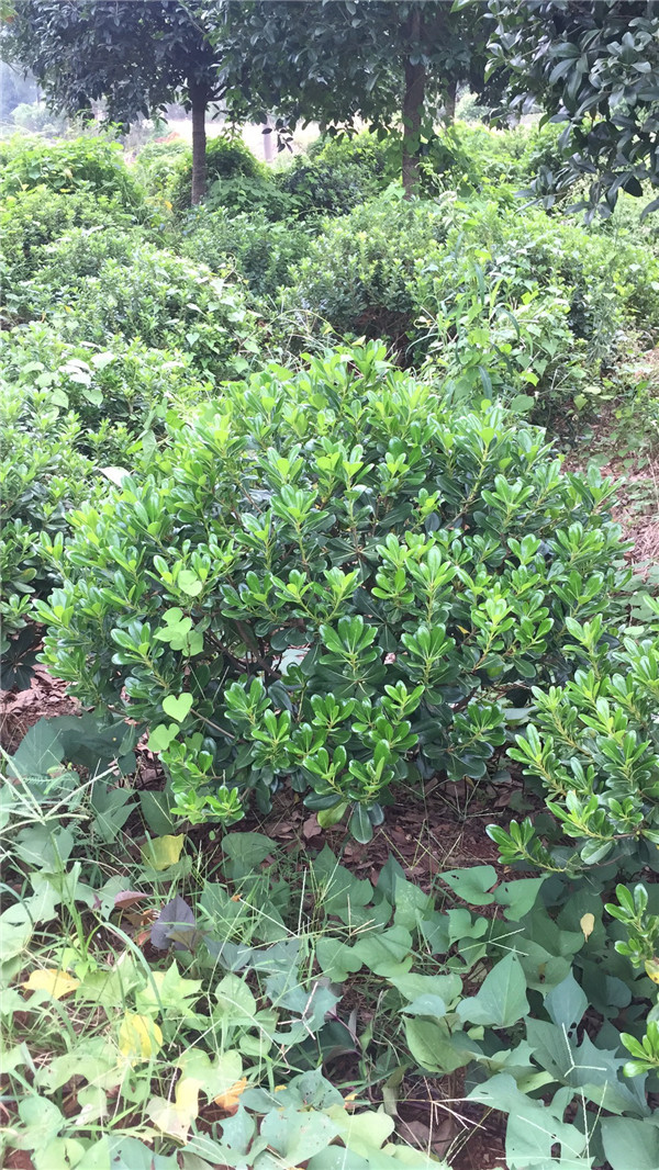 海桐球