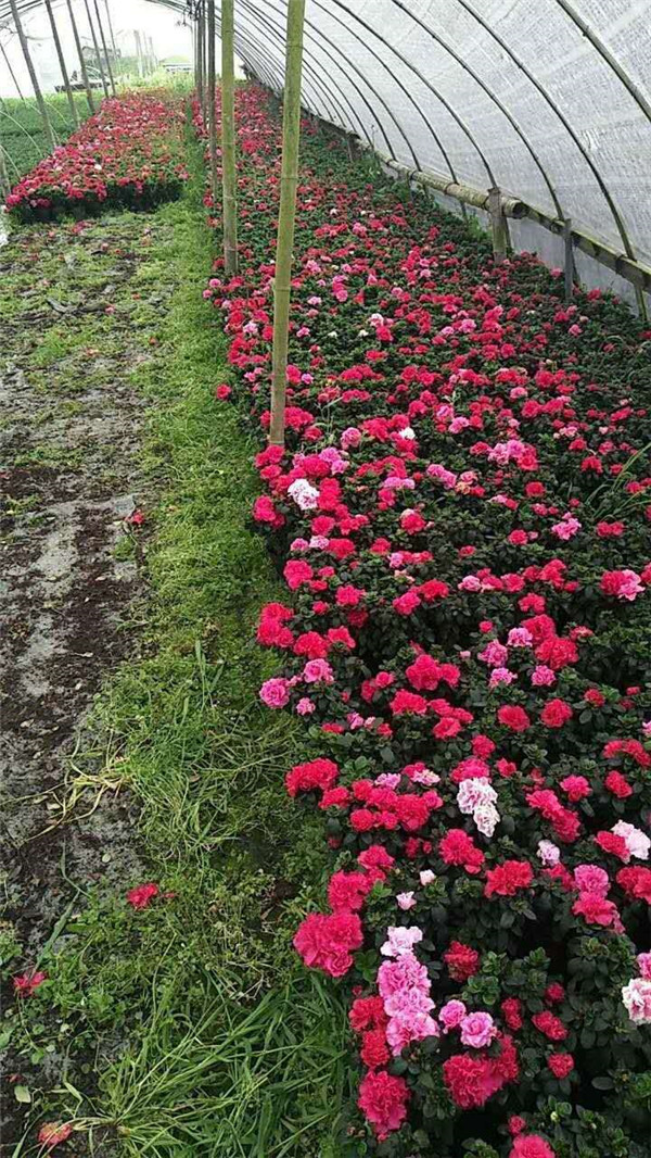大小花月季