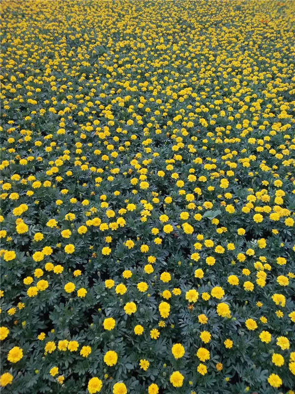 橙色孔雀草