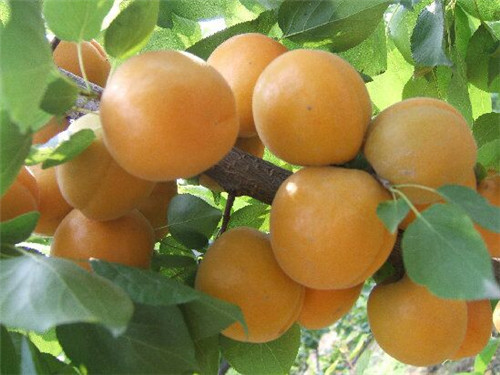 杏，金太阳