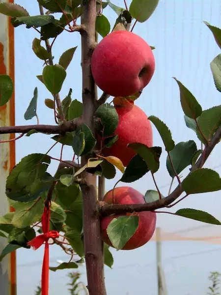 苹果苗