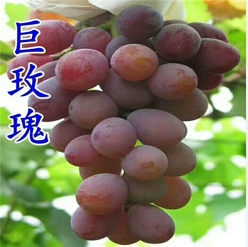 巨玫瑰