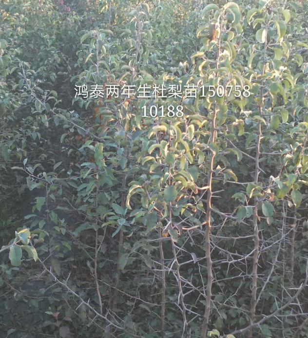 1-2年生杜梨苗