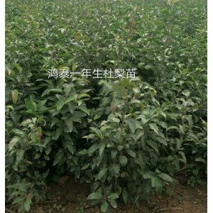 1-2年生杜梨苗