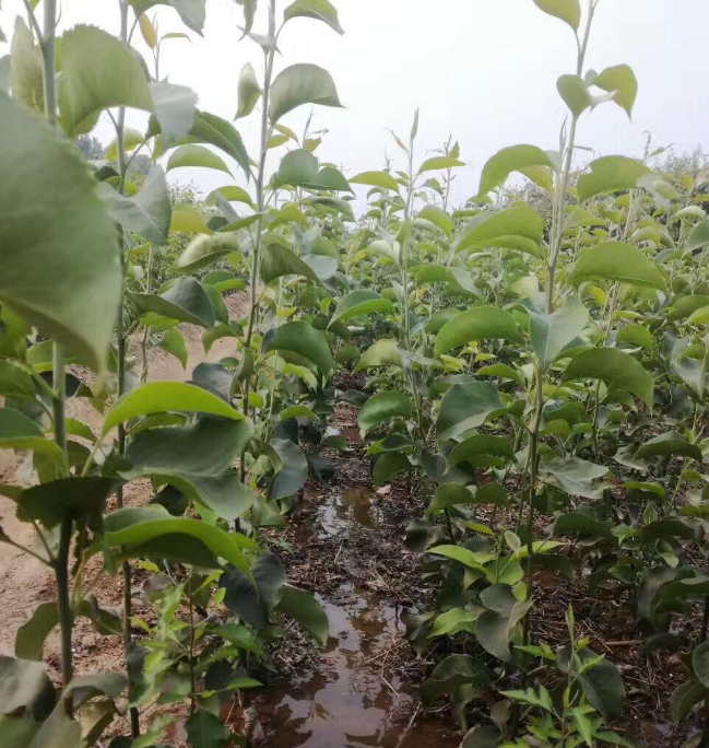 玉露香梨苗