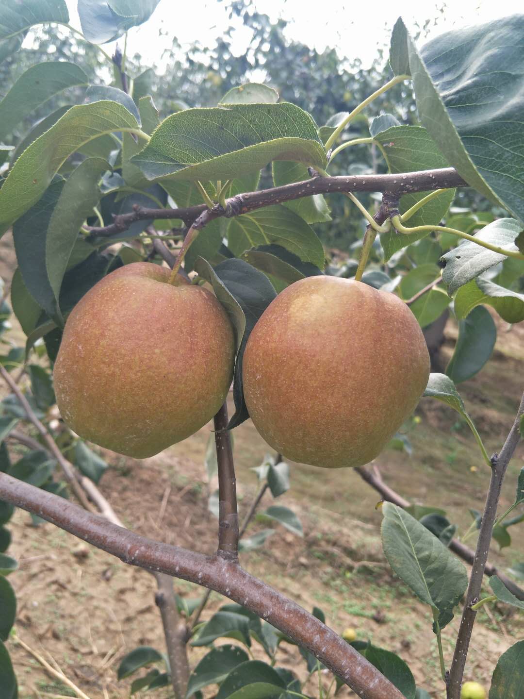 玉露香梨苗
