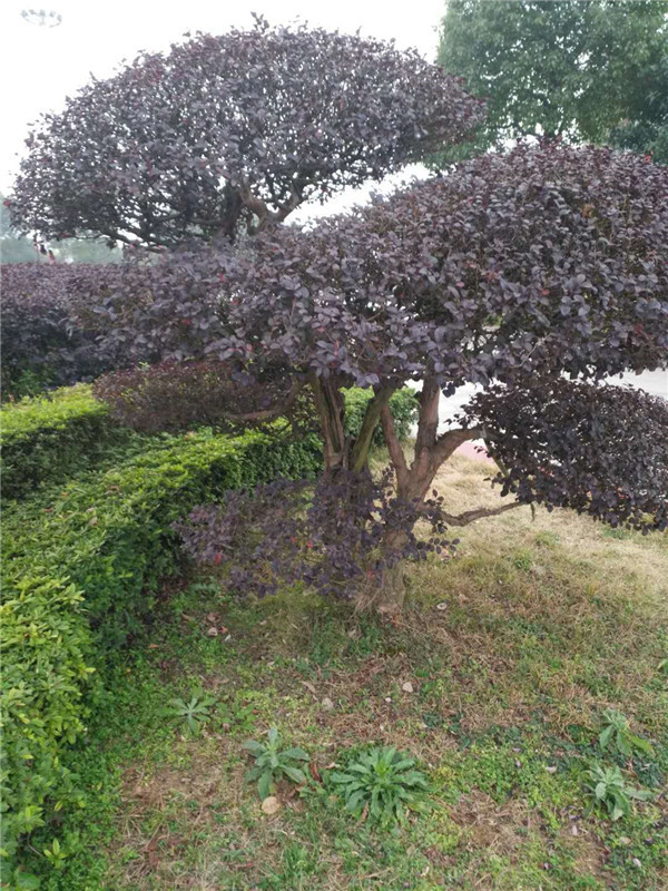 红继木
