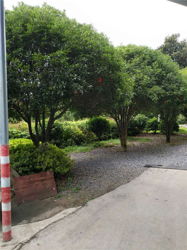 桂花