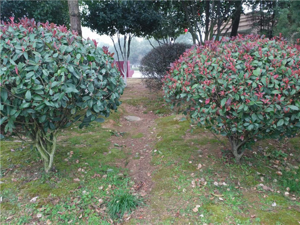 红叶石楠