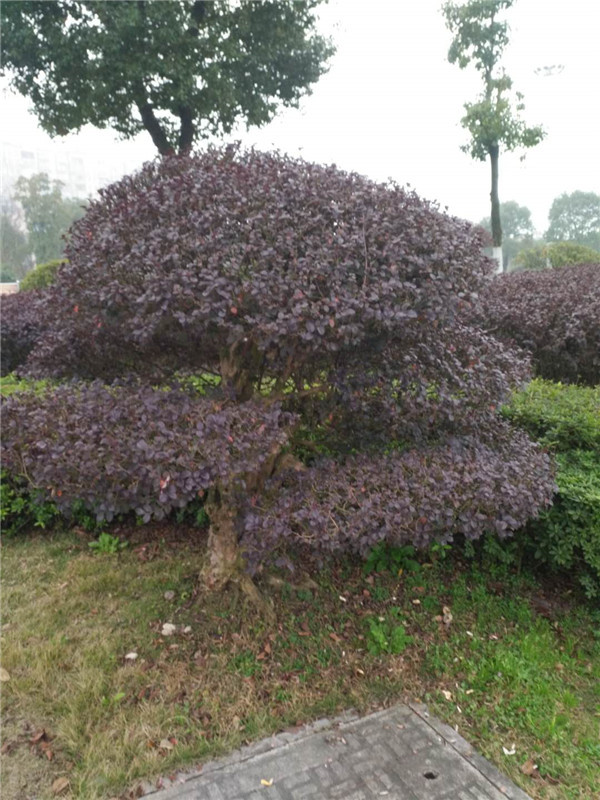 造型红继木