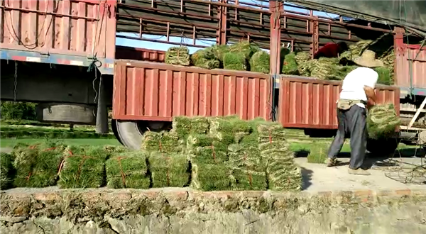 马尼拉草坪装车