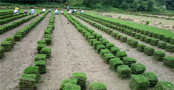 马尼拉草坪