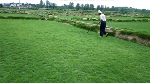 马尼拉草坪