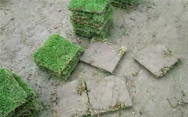 马尼拉草坪