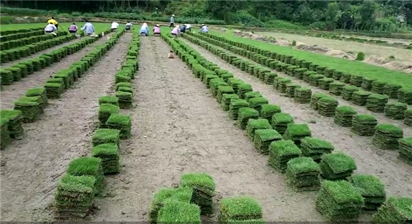 马尼拉草坪