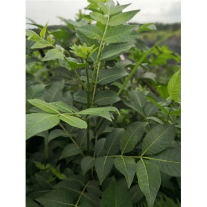 吴茱萸苗