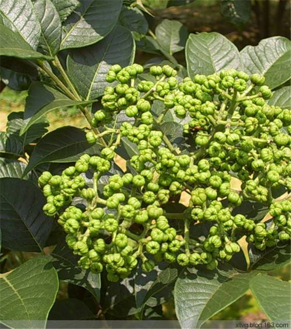 吴茱萸果