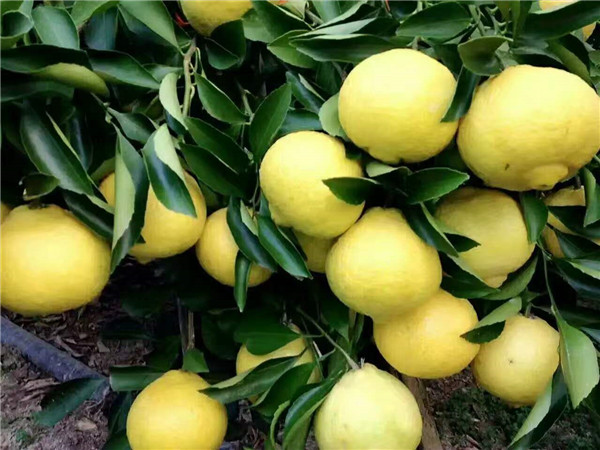 黄金桔