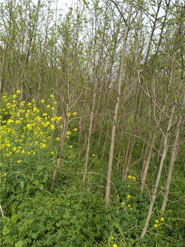 银杏基地