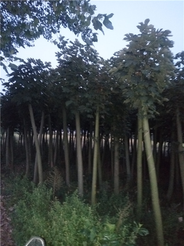 青桐基地