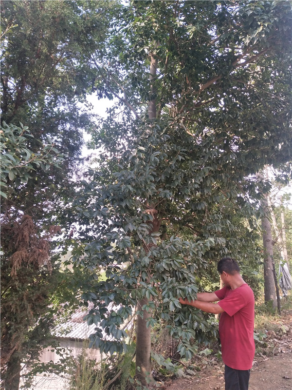 青桐批发