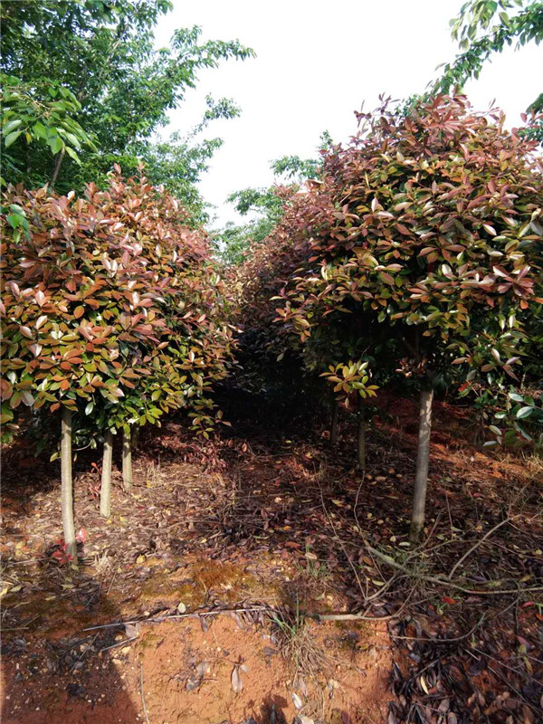 红叶石楠基地