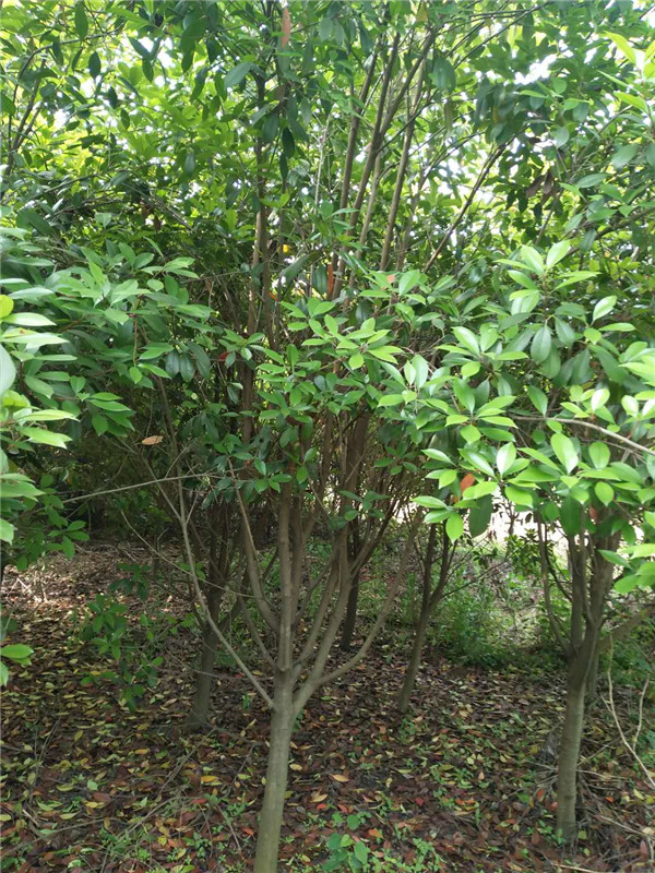 红叶石楠价格