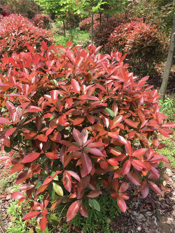 红叶石楠