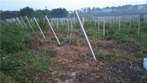 果园搭建