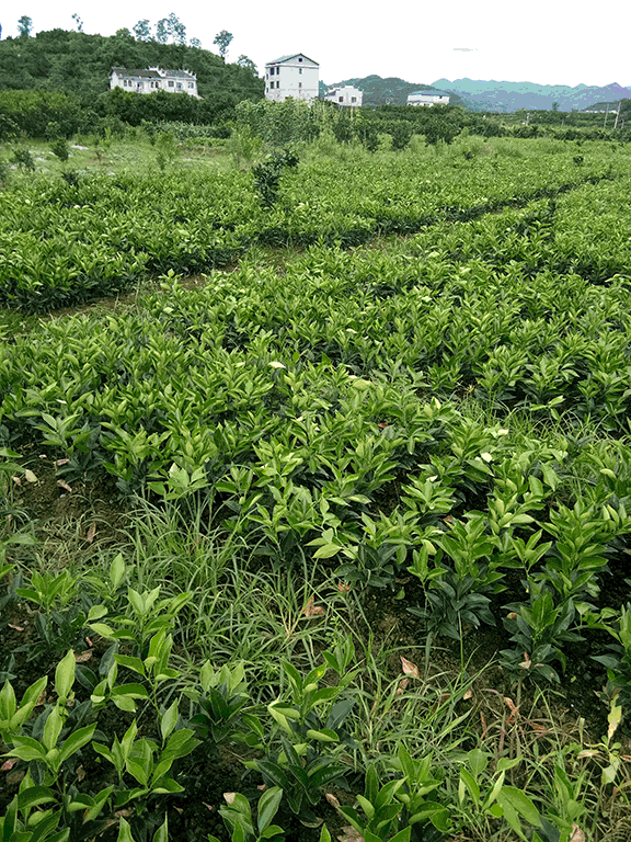 脐橙苗基地