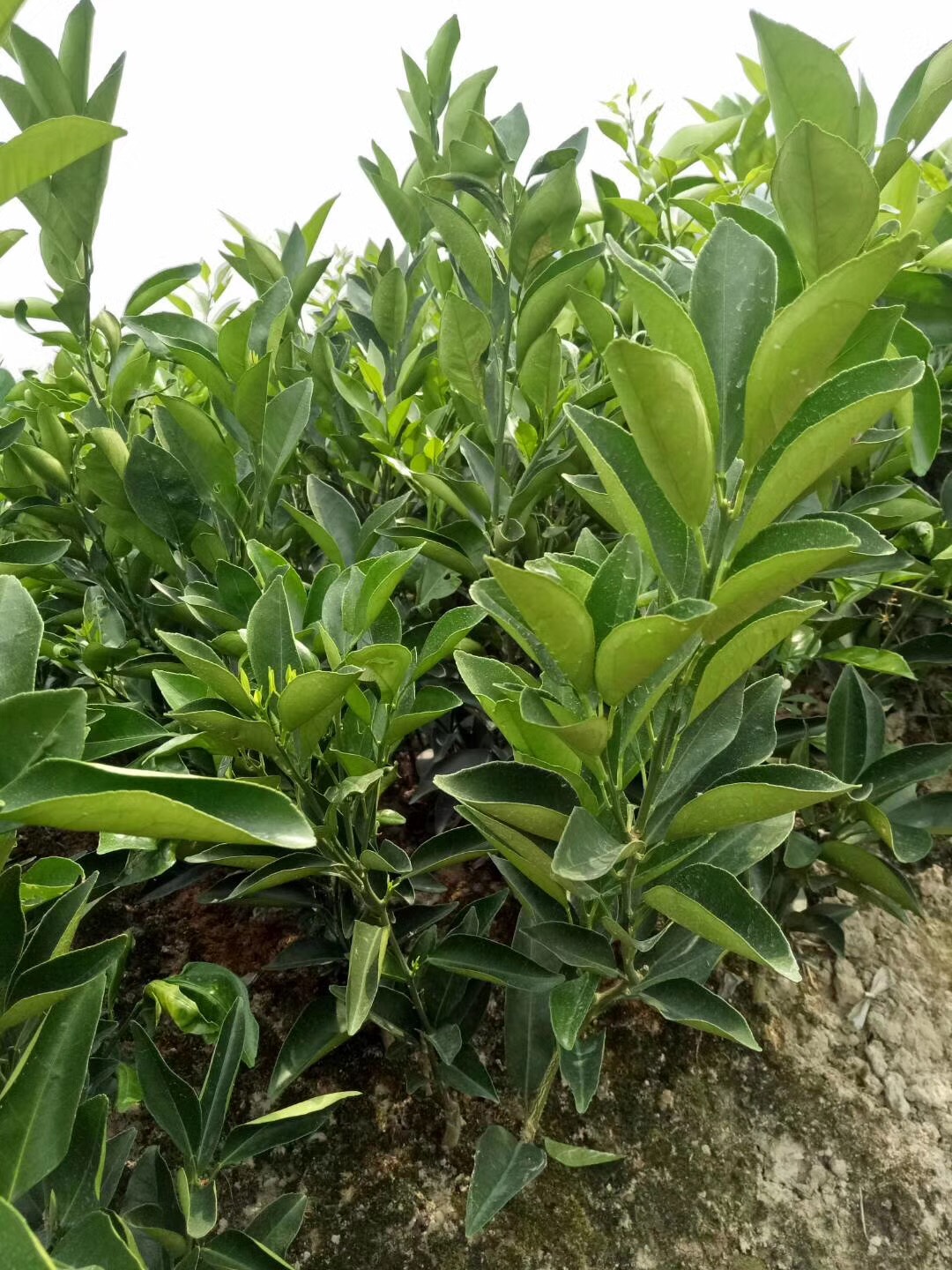 脐橙苗
