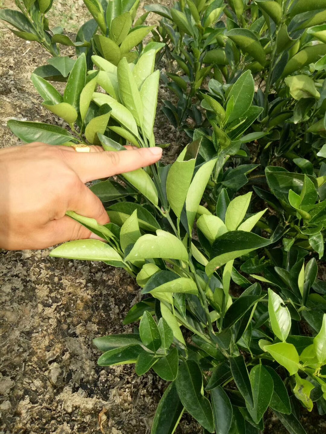 脐橙苗