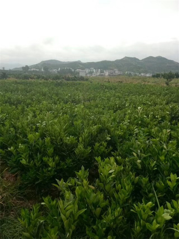 纽荷尔脐橙苗