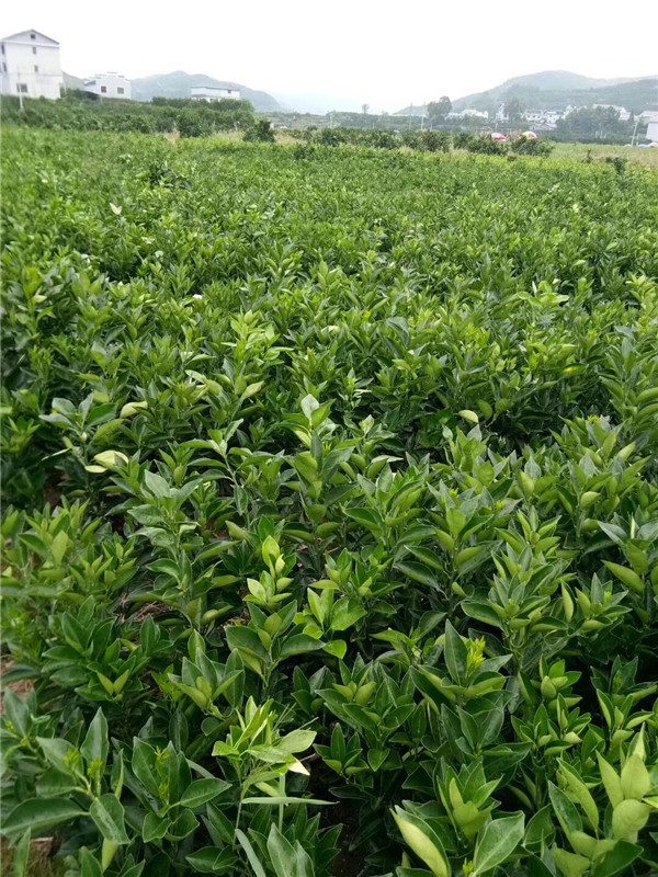 纽荷尔脐橙苗