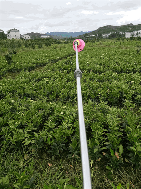 纽荷尔脐橙苗
