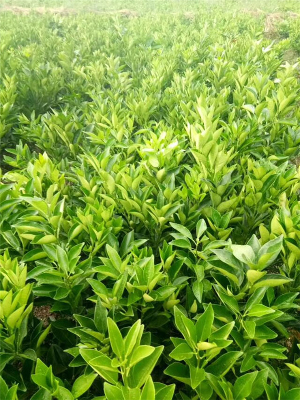 纽荷尔脐橙苗