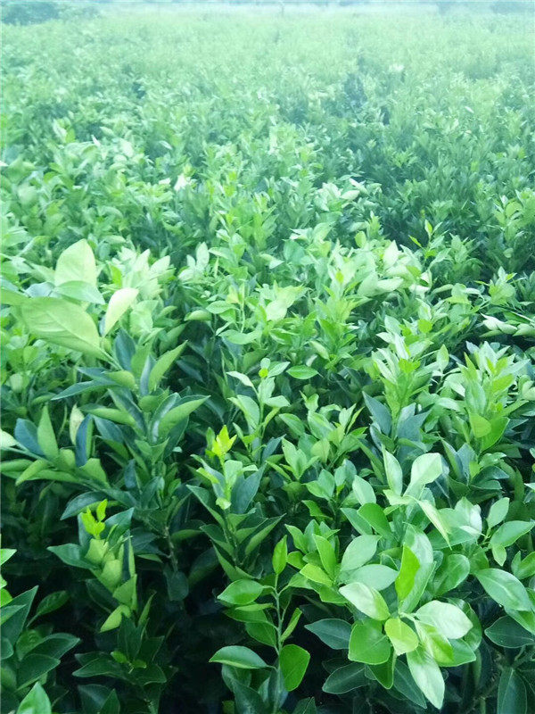 纽荷尔脐橙苗