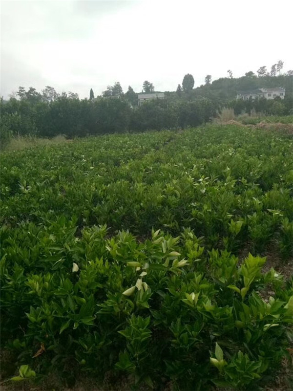 脐橙苗
