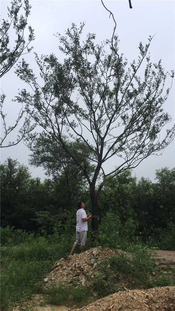 单杆朴树•胸径20公分