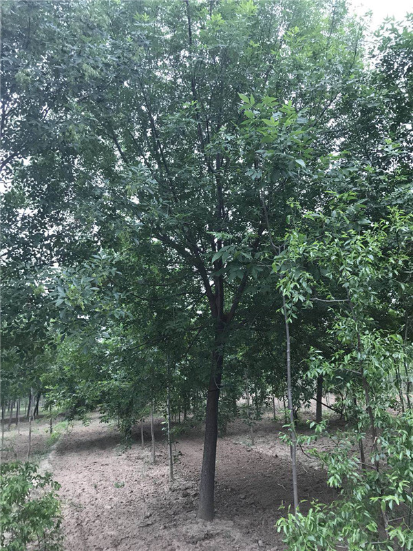 白蜡 ●规格齐全 ●基地直销 ●大量出售