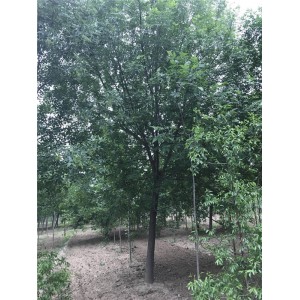 白蜡 ●规格齐全 ●基地直销 ●大量出售