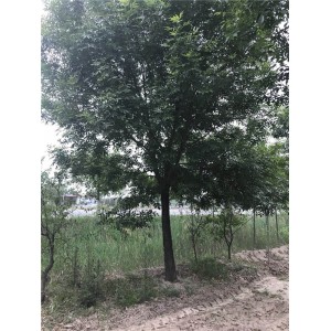 白蜡 ●规格齐全 ●基地直销 ●大量出售