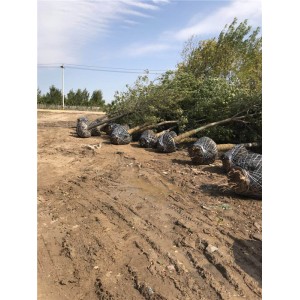 白蜡 ●规格齐全 ●基地直销 ●大量出售