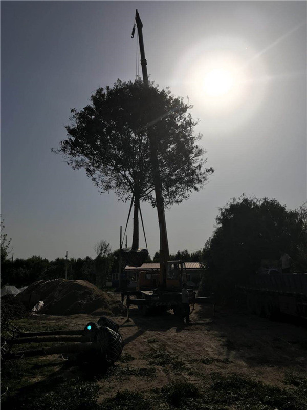 白蜡起苗 ●规格齐全 ●基地直销 ●大量出售