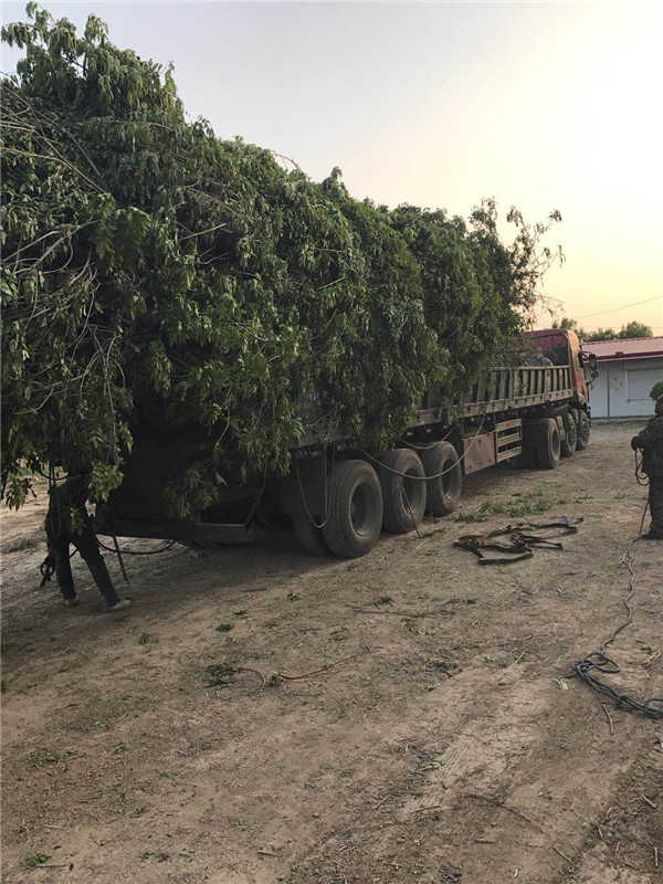 白蜡装车 ●规格齐全 ●基地直销 ●大量出售